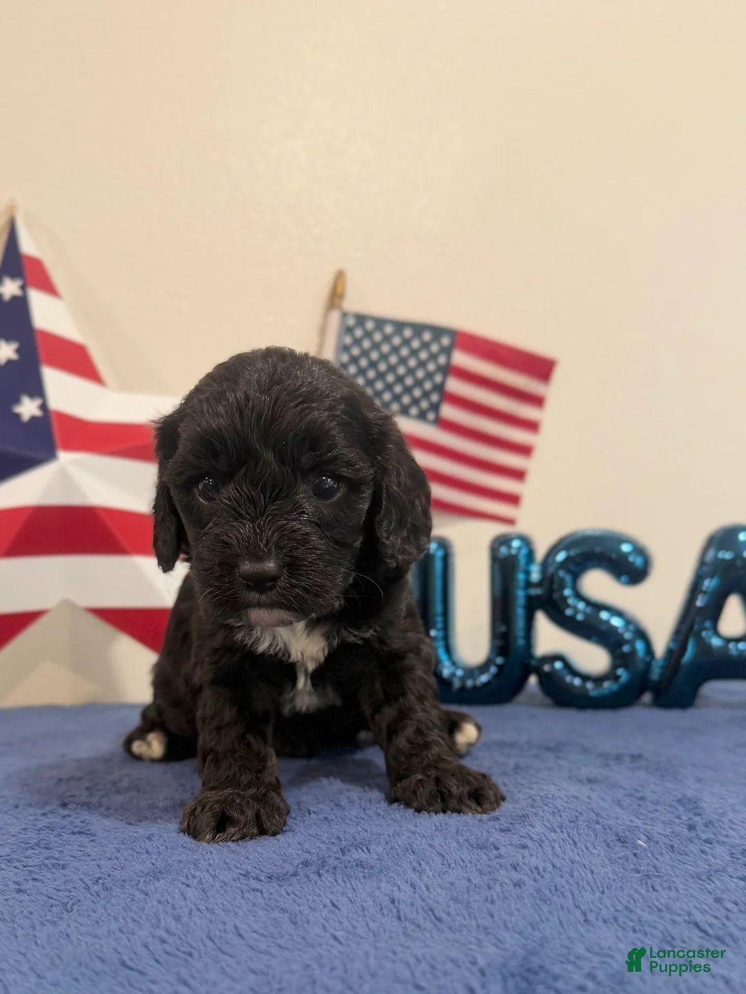 Cavapoo dogs for sale: Rocket - Ad 1