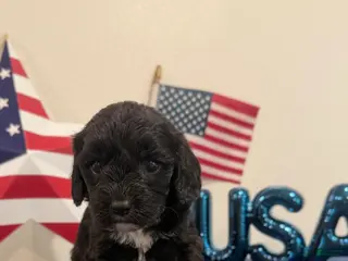 Cavapoo dogs for sale: Rocket - Ad 2