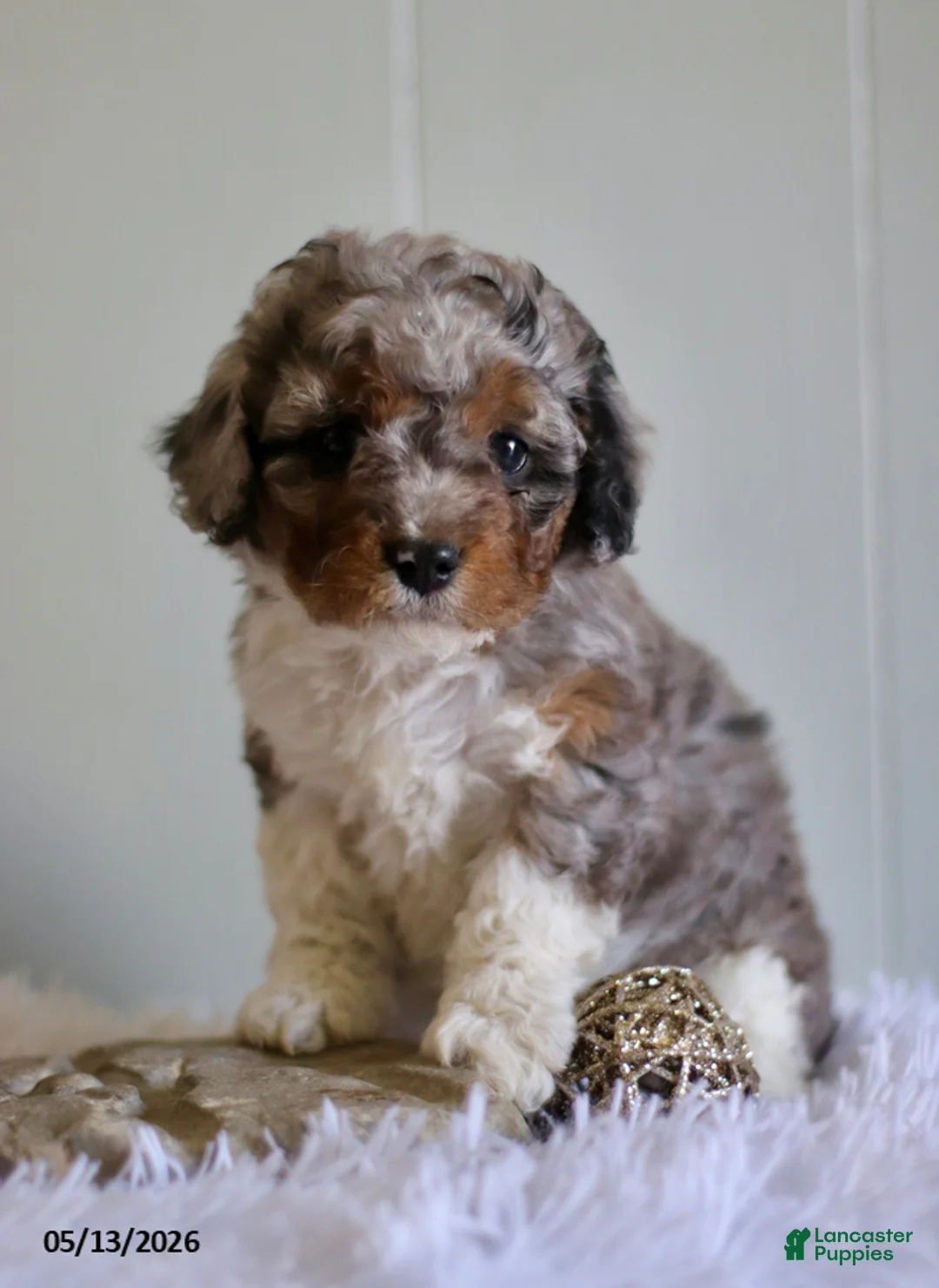Cavapoo dogs for sale: Lucky - Ad 1