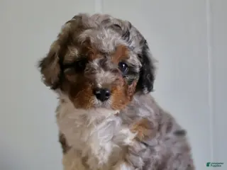 Cavapoo dogs for sale: Lucky - Ad 4