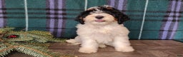Mini Bernedoodle dogs for sale: Vixon - Ad 7