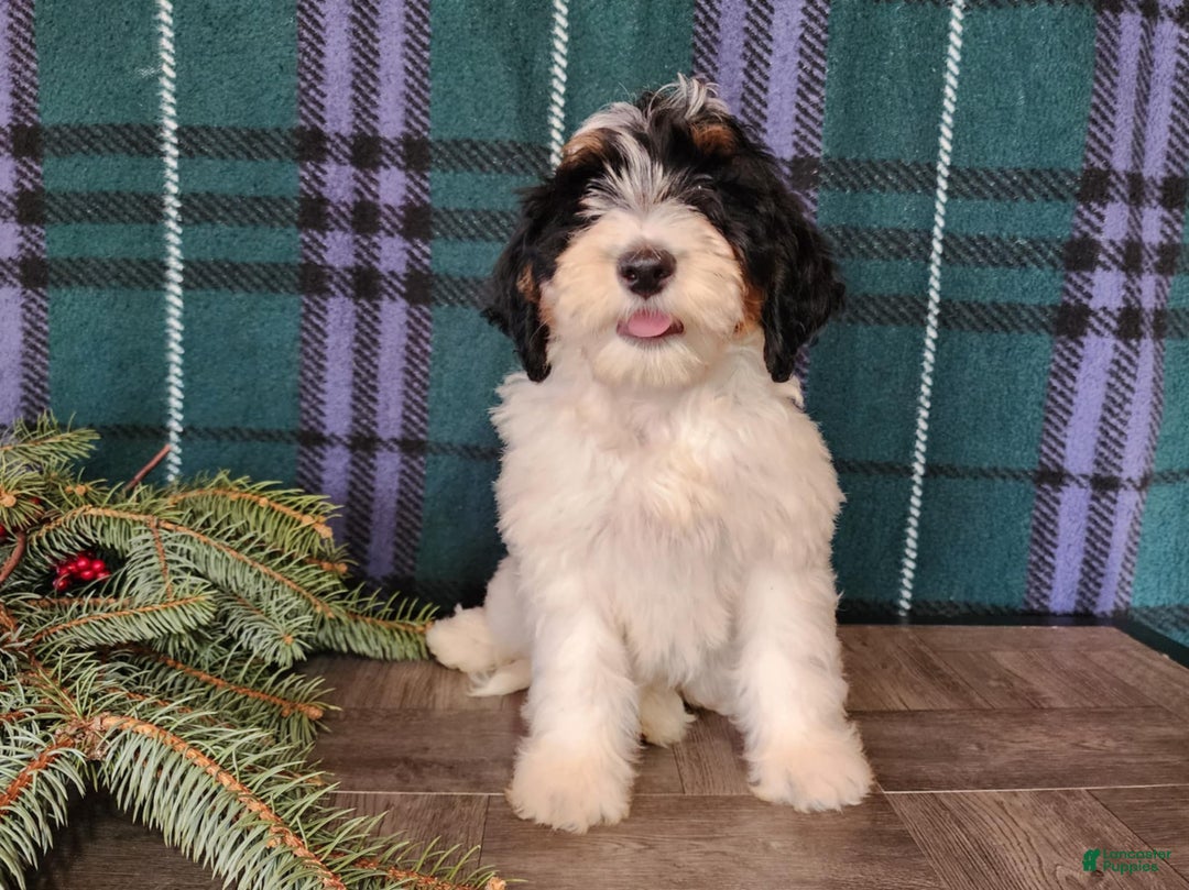 Mini Bernedoodle dogs for sale: Vixon - Ad 7