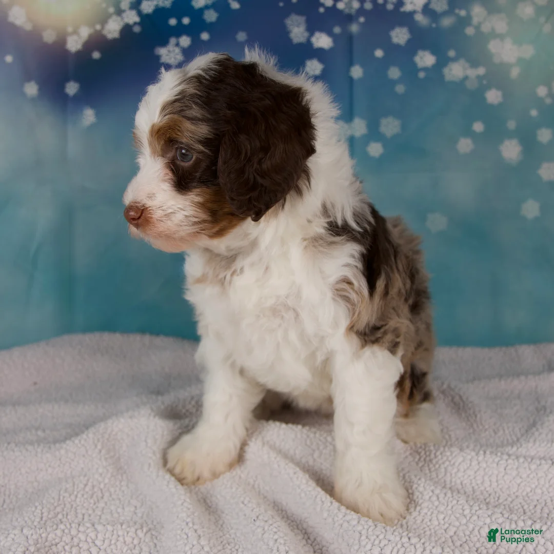 Mini Bernedoodle dogs for sale: Carolyn - Ad 6