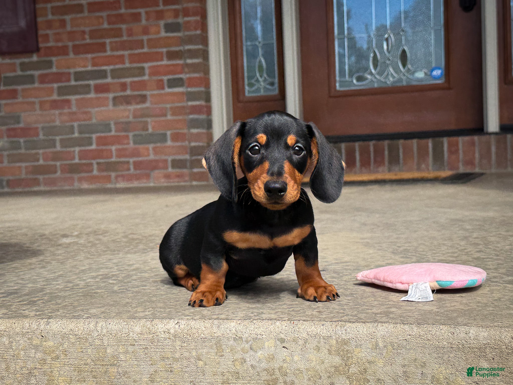 Miniature Dachshund dogs Tucker - Ad 1