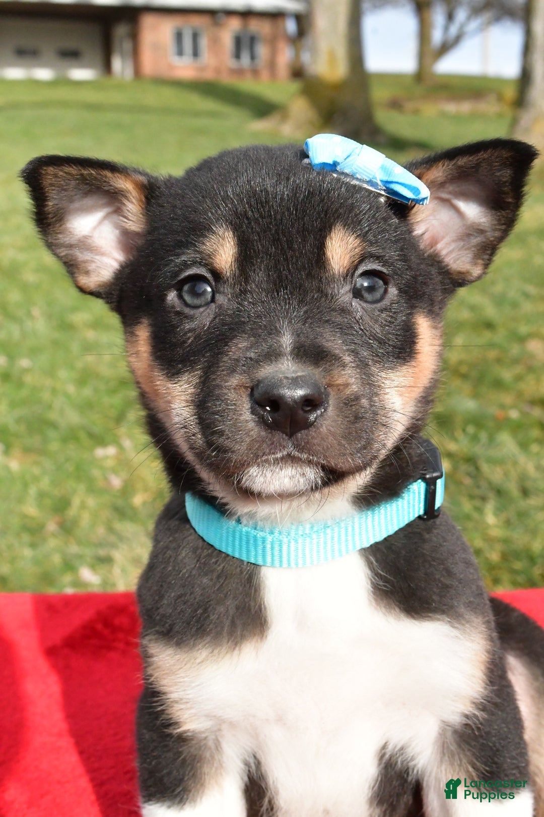 Mixed Breed dogs for sale: Miles - Ad 6