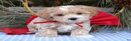 Maltipoo dogs for sale: Milo - Ad 3