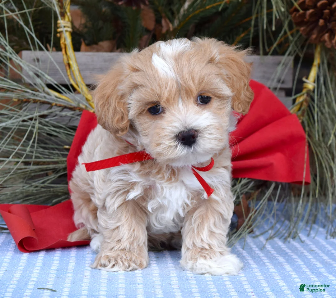Maltipoo dogs for sale: Milo - Ad 3
