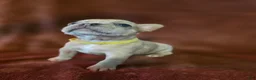 French Bulldog dogs for sale: Scrappie - Ad 5