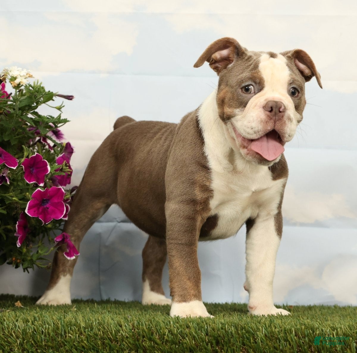 Olde English Bulldogge dogs Magnolia - Ad 2