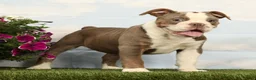 Olde English Bulldogge dogs for sale: Magnolia - Ad 2