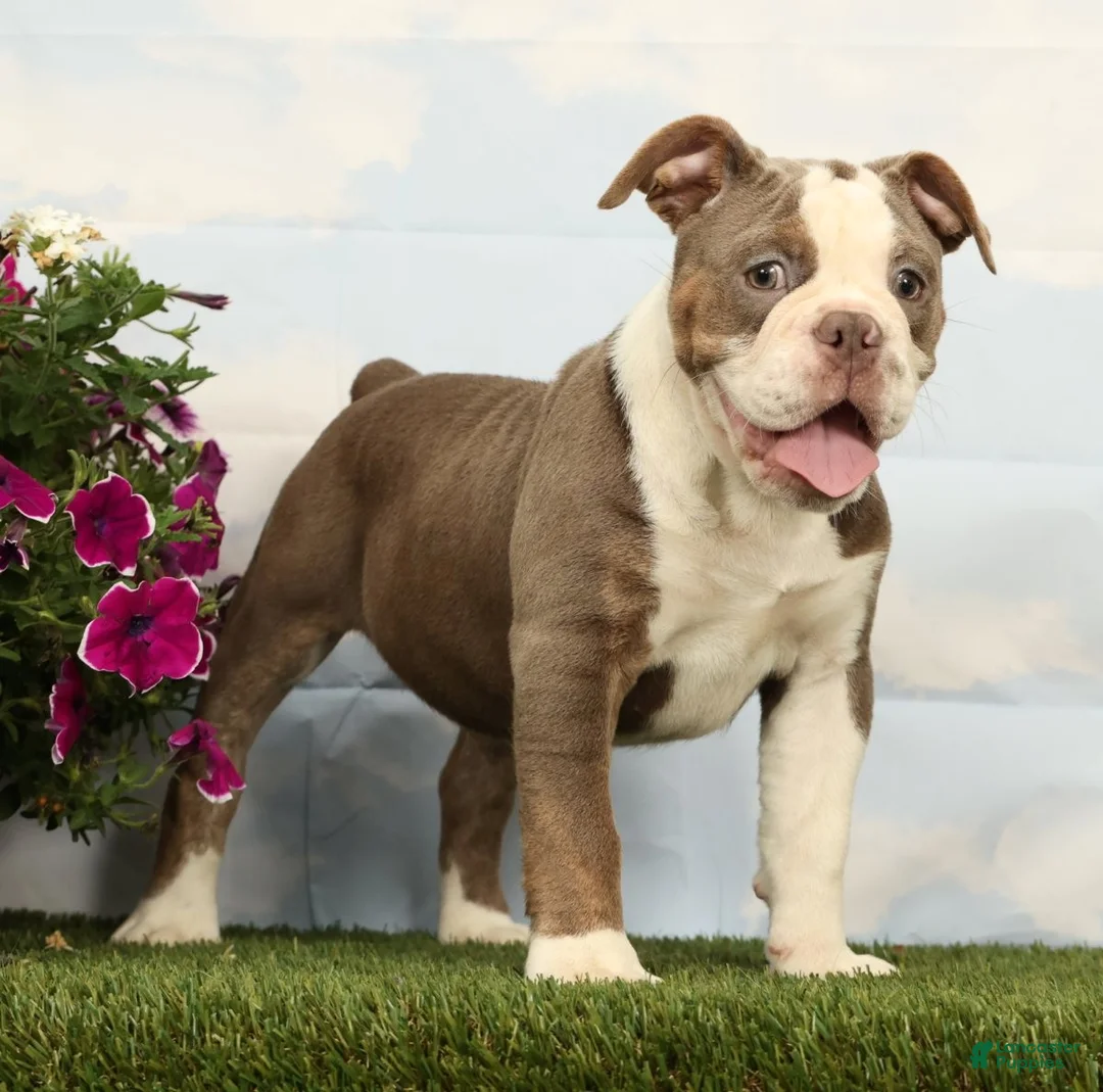 Olde English Bulldogge dogs for sale: Magnolia - Ad 2