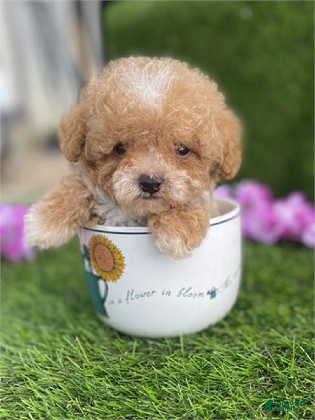 Miniature Poodle dogs for sale: Miniature Poodle Puppy 2 - Ad 3