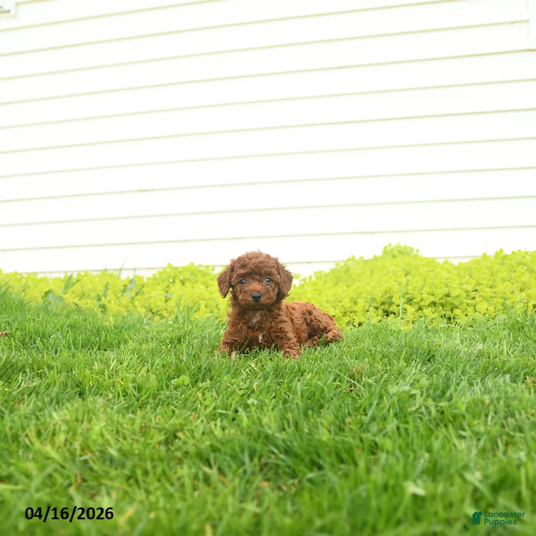 Miniature Poodle dogs for sale: Lottie - Ad 1