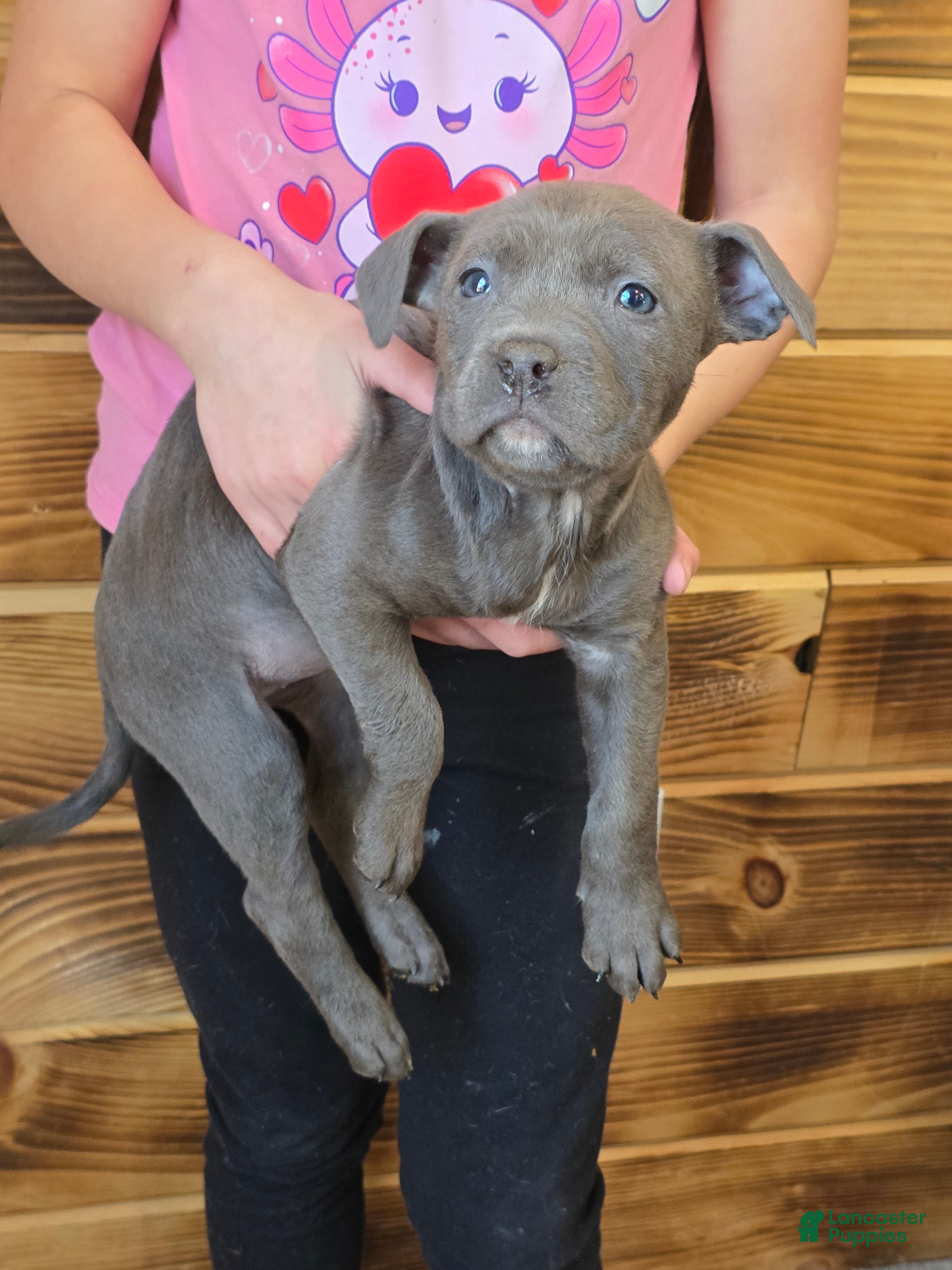 American Staffordshire Terrier dogs American Staffordshire Terrier Puppy 5 - Ad 1