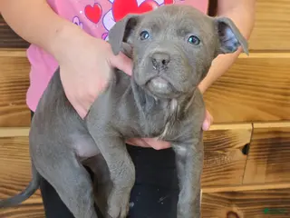 American Staffordshire Terrier dogs American Staffordshire Terrier Puppy 5 - Ad 1