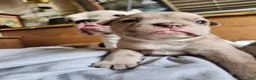 Mixed Breed dogs for sale: Mixed Breed 1 - Ad 3