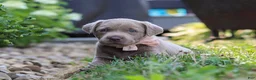 Labrador Retriever dogs for sale: Clover - Ad 14