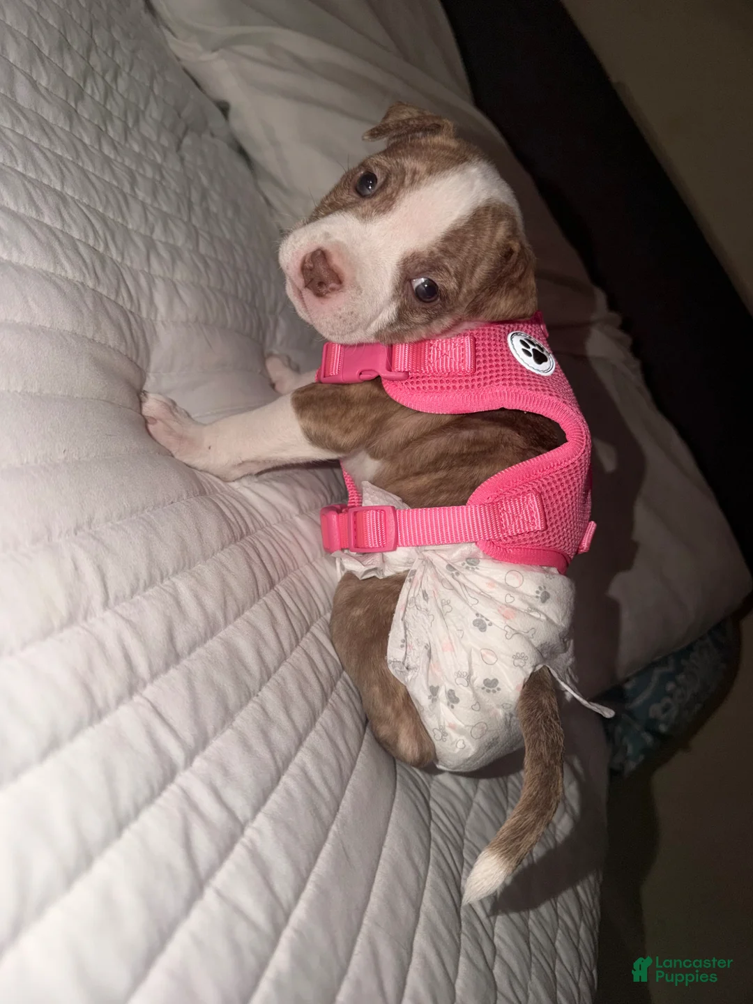 Mixed Breed dogs for sale: Mixed Breed of 1 - Ad 2