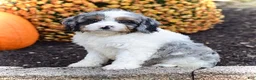Cavapoo dogs for sale: Dixie - Ad 5