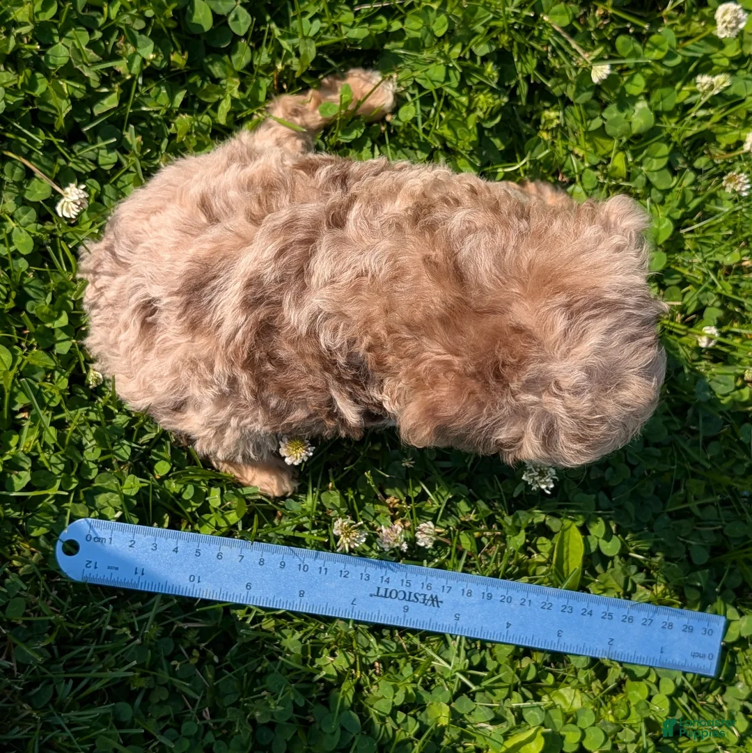 Toy Poodle dogs for sale: Macaron - Ad 7