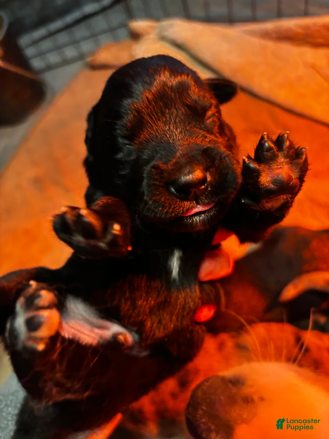 Mixed Breed dogs for sale: Mixed Breed Puppy 5 - Ad 8