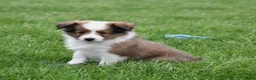 Shetland Sheepdog dogs for sale: Beau - Ad 4
