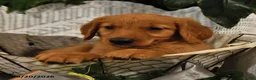 Golden Retriever dogs for sale: Briana - Ad 5