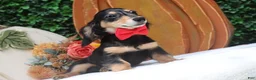 Miniature Dachshund dogs for sale: Miniature Dachshund 1 - Ad 6