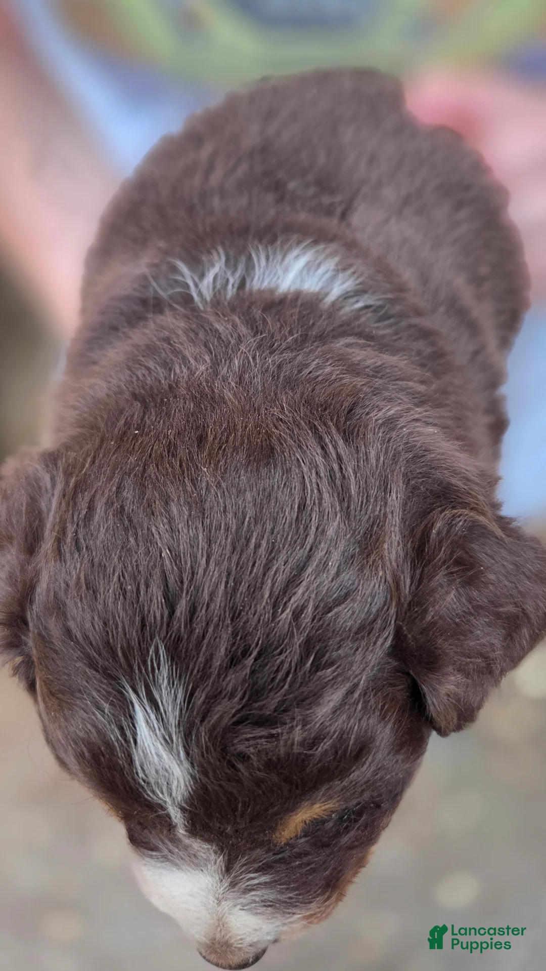 Australian Shepherd dogs for sale: Australian Shepherd Puppy 5 - Ad 2