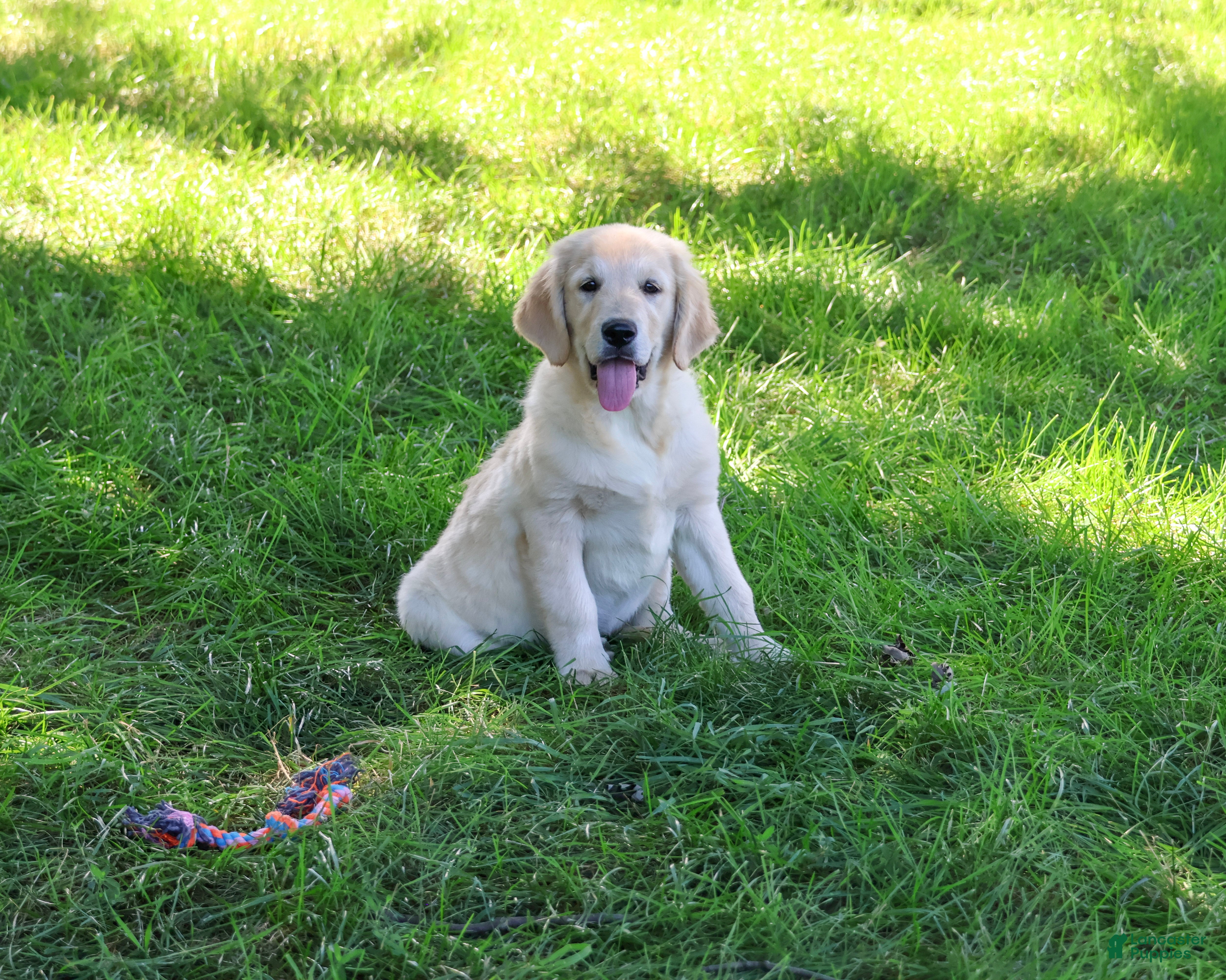Golden Retriever dogs Gwenn - Ad 15