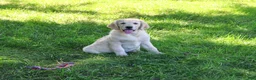 Golden Retriever dogs for sale: Gwenn - Ad 5