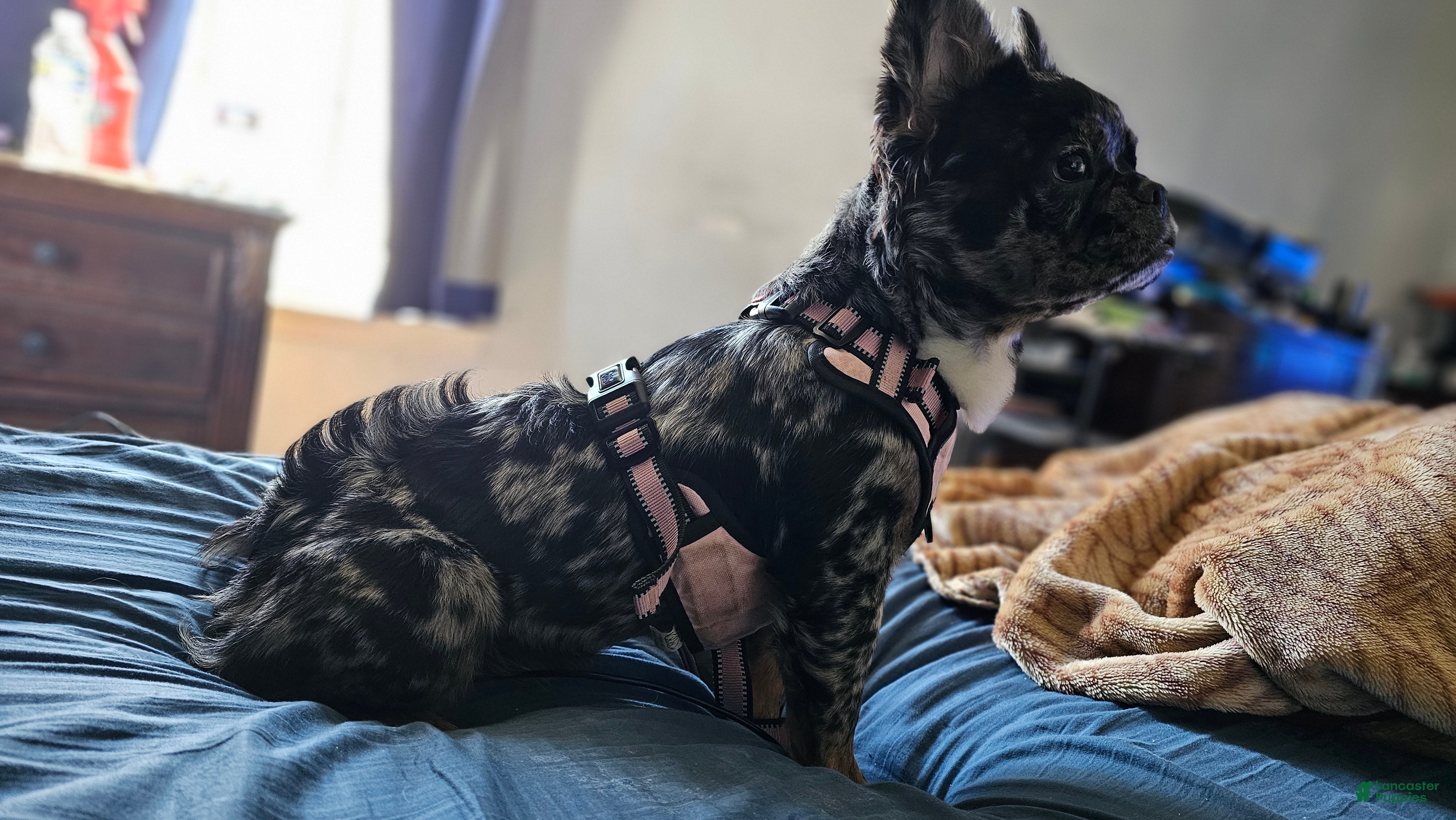 French Bulldog dogs  Rosado, The curious showstopper 🐾 - Ad 2