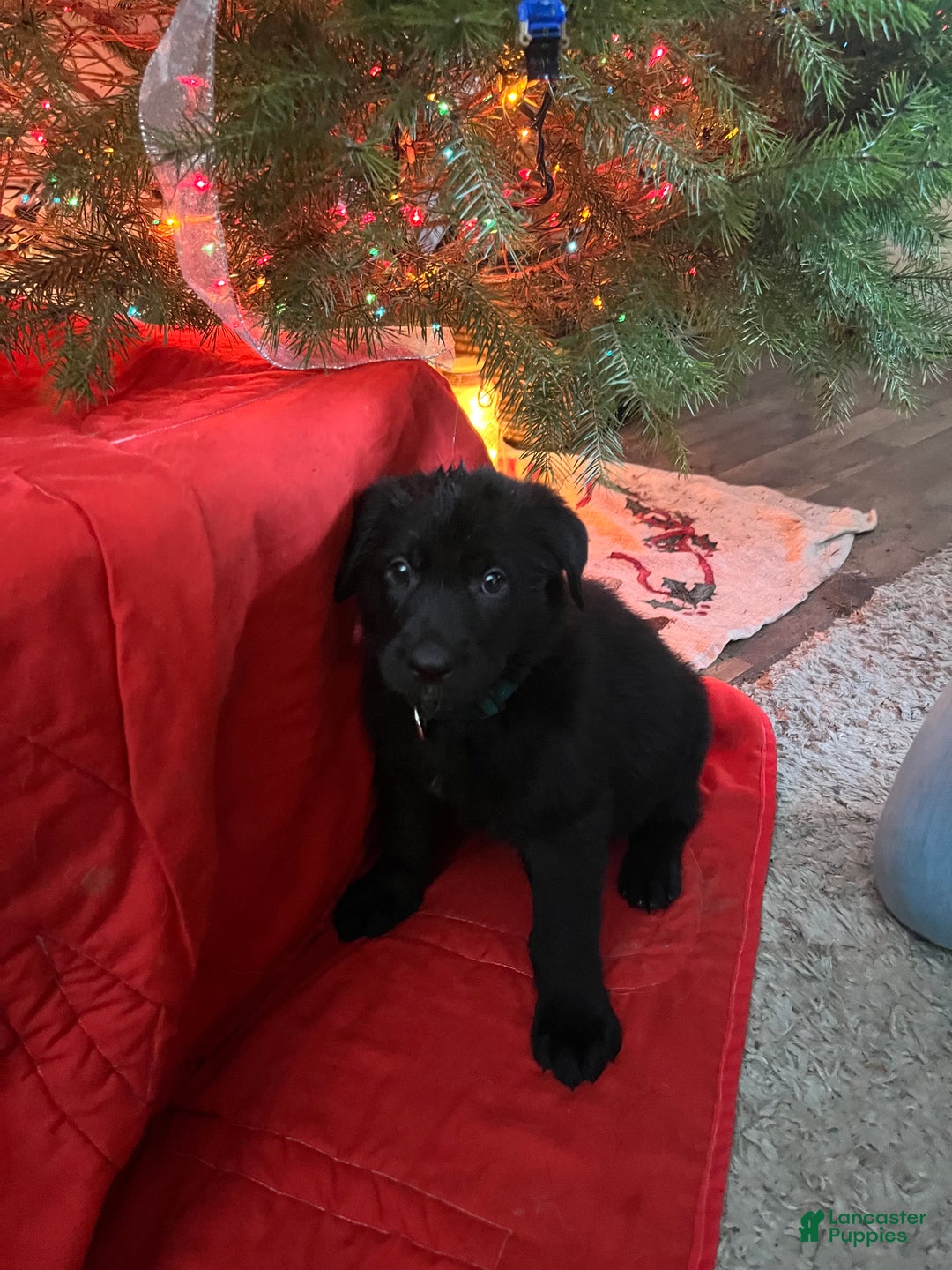 Mixed Breed dogs for sale: Mixed Breed Puppy 2 - Ad 1