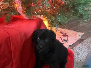 Mixed Breed dogs for sale: Mixed Breed Puppy 2 - Ad 2