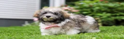 Havanese dogs for sale: Susie - Ad 3