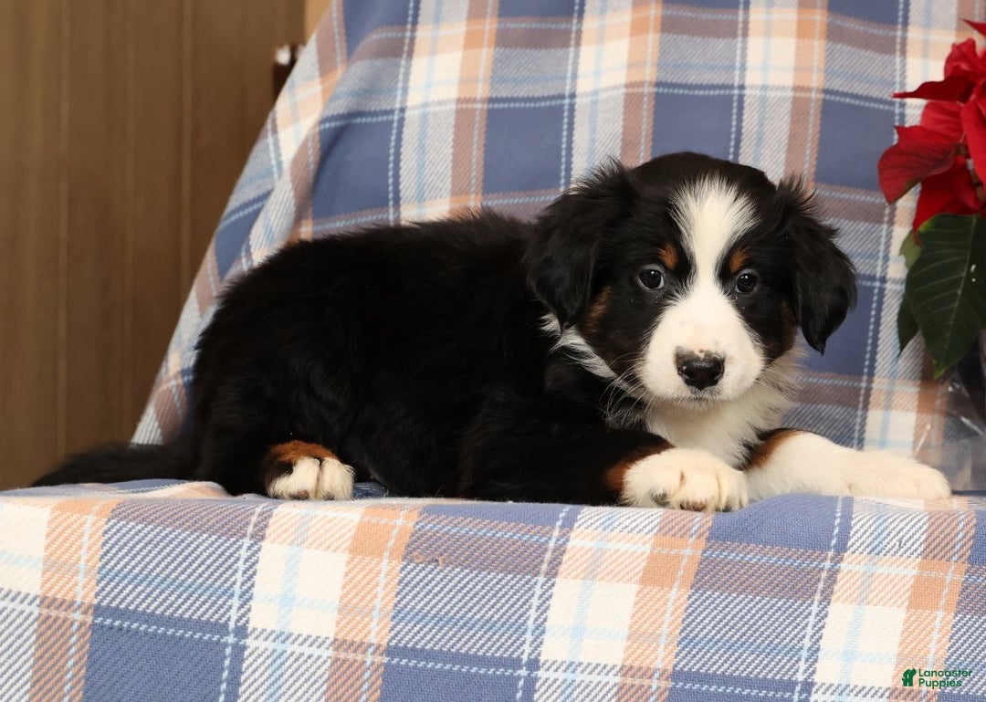 Australian Shepherd dogs for sale: Smokey - Ad 3