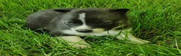 Siberian Husky dogs for sale: Sonya's male 3 - Ad 13