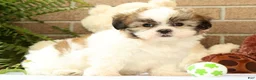 Malshi dogs for sale: Braxton - Ad 4