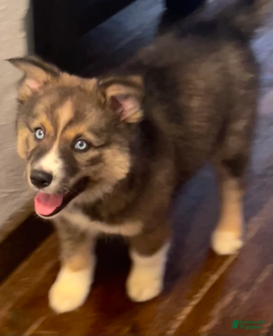 Siberian Husky dogs for sale: Diamond - Ad 2