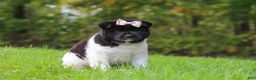 Akita dogs for sale: Skye - Ad 5