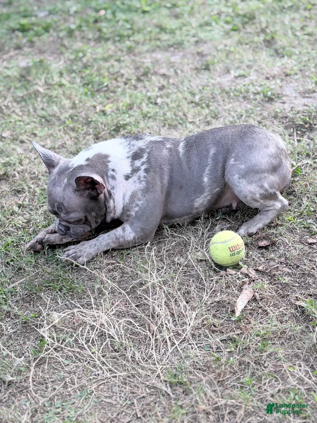 French Bulldog dogs for sale: Stormi - Ad 10