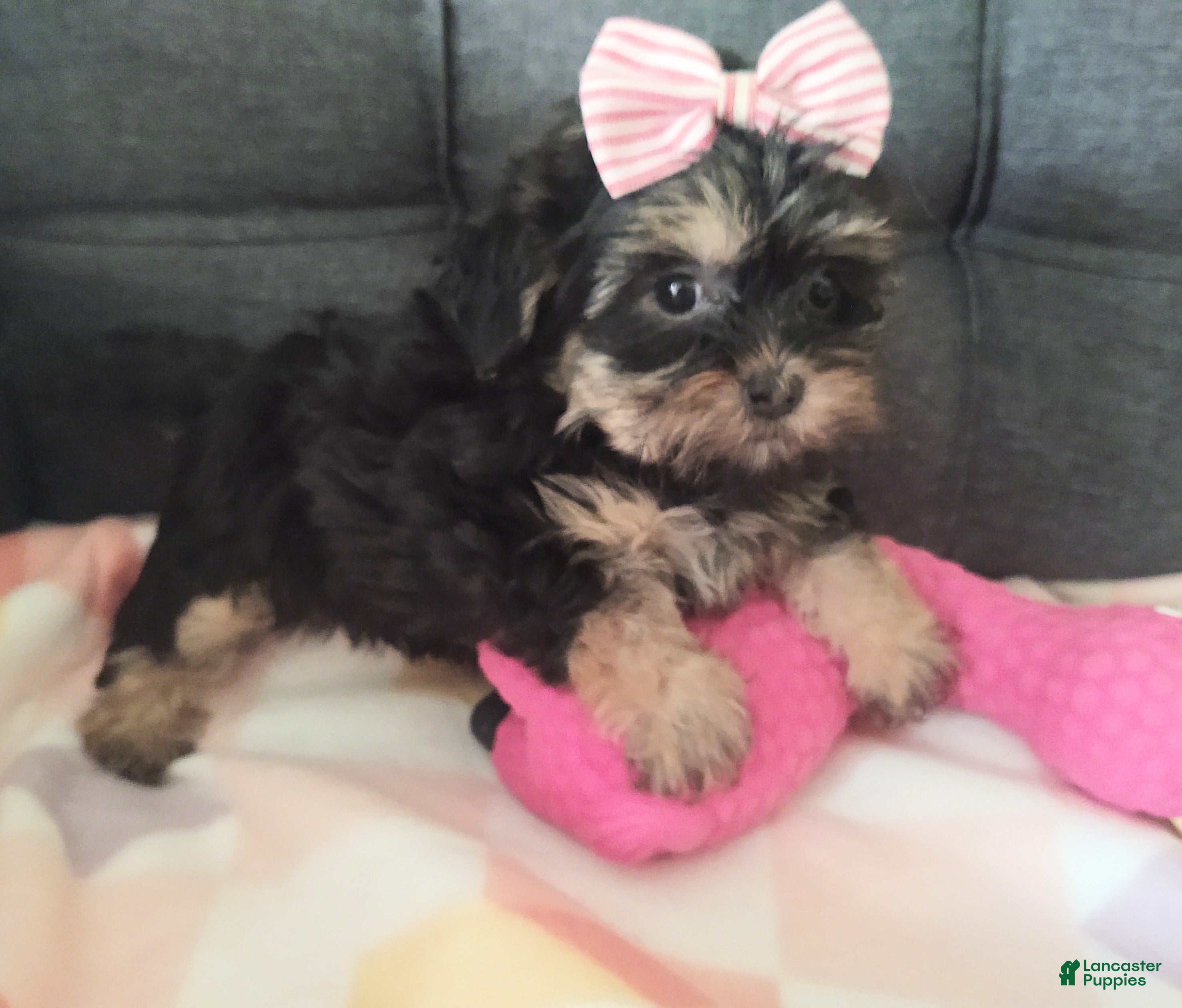 Yorkiepoo dogs Violet - Ad 2