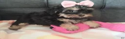 Yorkiepoo dogs for sale: Violet - Ad 2