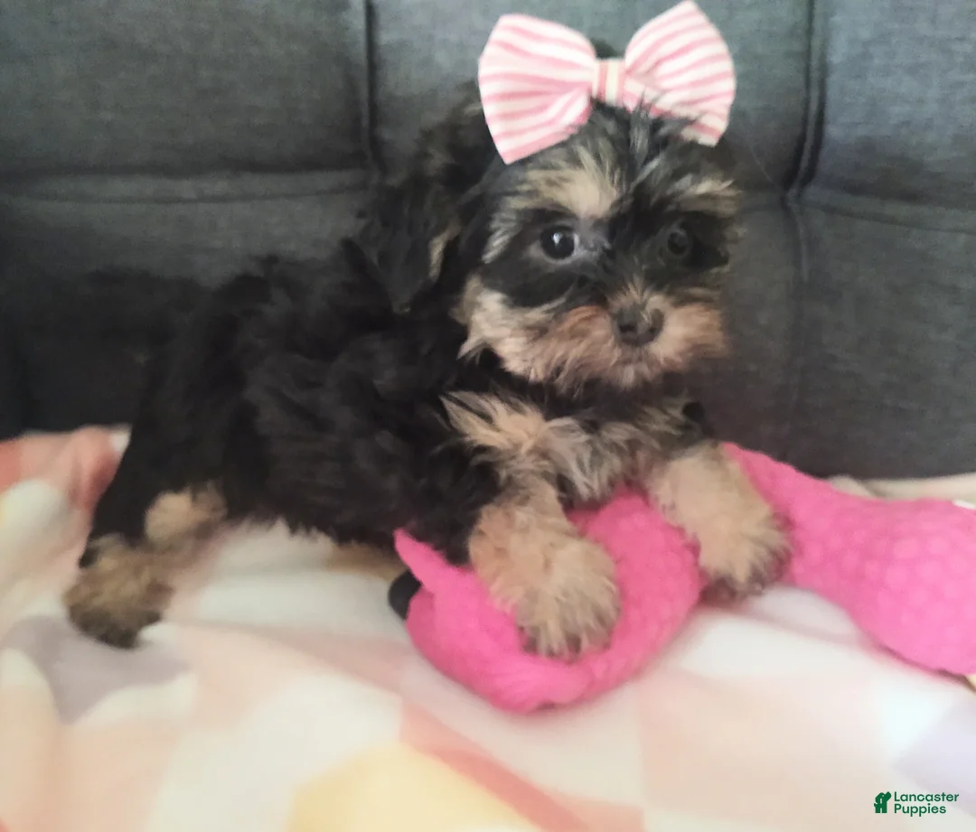 Yorkiepoo dogs for sale: Violet - Ad 2