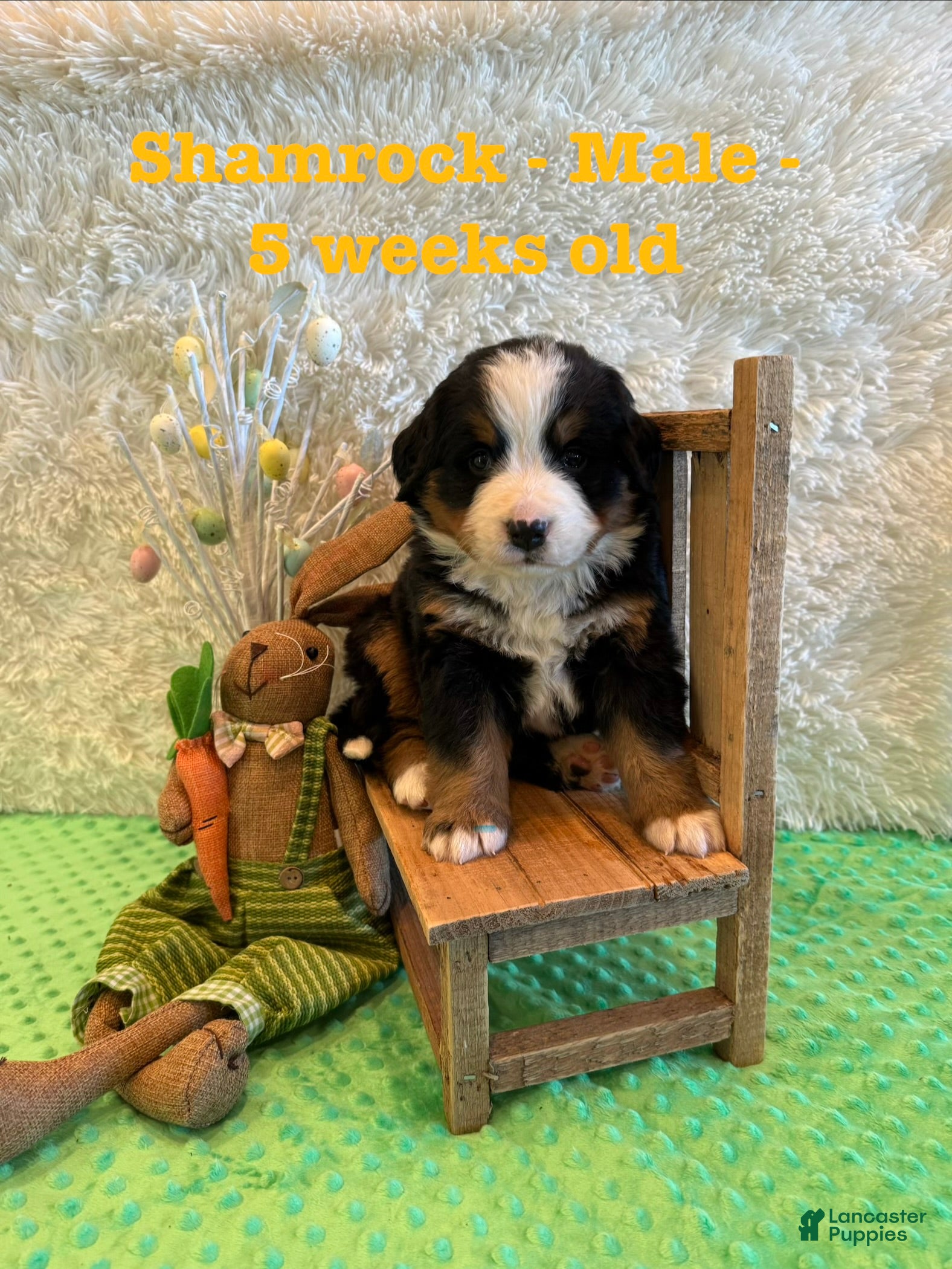 Bernese Mountain Dog dogs Shamrock - Ad 5