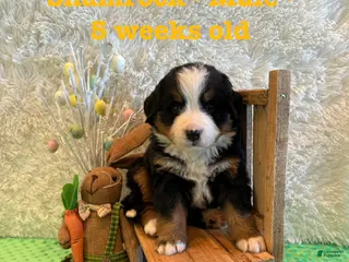Bernese Mountain Dog dogs Shamrock - Ad 5