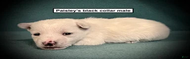 AKC Paisley's Black Collar Male
