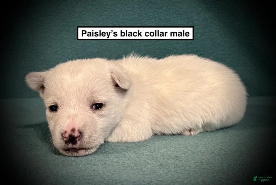 West Highland Terrier dogs for sale: AKC Paisley's Black Collar Male - Ad 1
