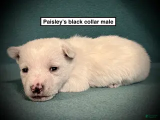 West Highland Terrier dogs AKC Paisley's Black Collar Male - Ad 5
