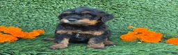 Mini Goldendoodle dogs for sale: Lola - Ad 2